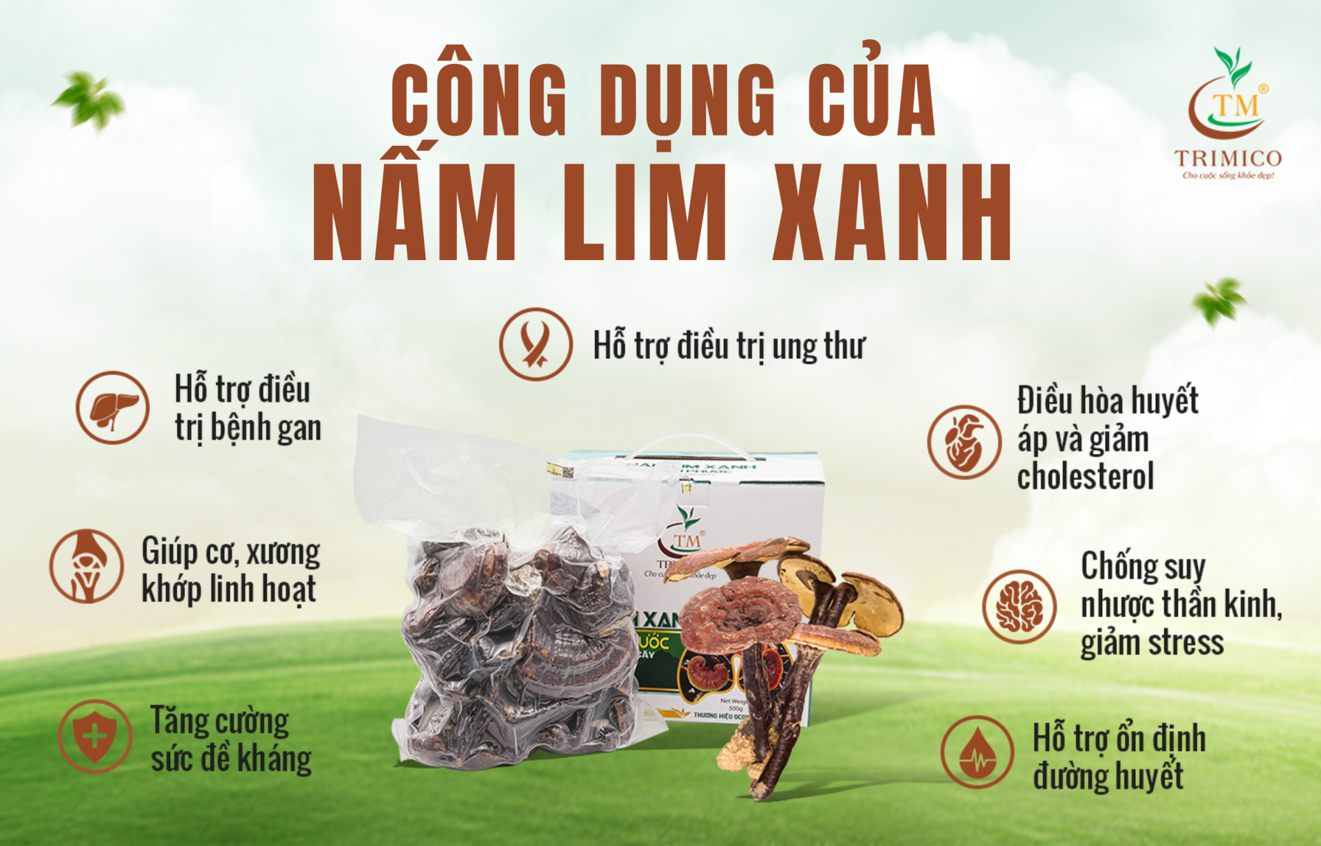 Nấm Lim Xanh giá bao nhiêu